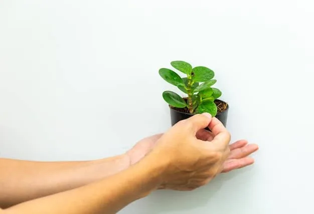 A close-up of hands gently holding a green plant seedling, representing growth, care, and attention to detail.