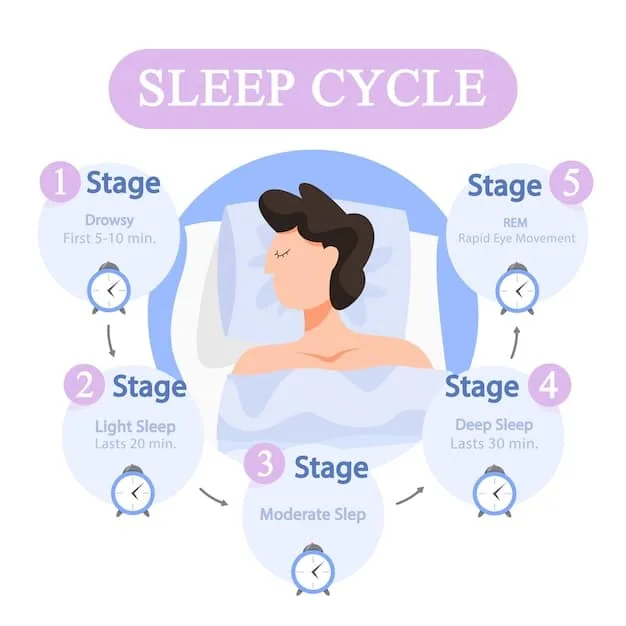 A chart illustrating the different stages of sleep (NREM 1, NREM 2, NREM 3, REM) with descriptions of brain activity and physiological changes during each stage.