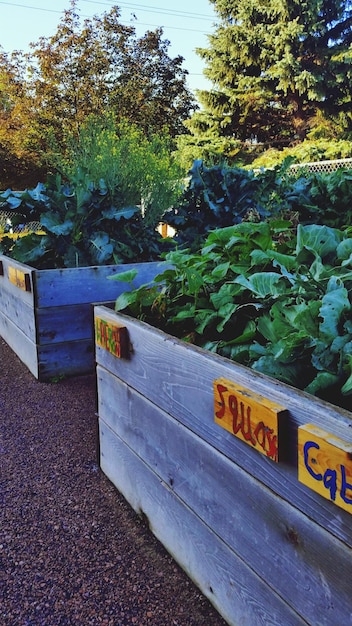 A vibrant community garden in an urban setting, with raised beds full of vegetables, flowers, and herbs. People are tending to the garden, laughing, and enjoying the shared space. Buildings are visible in the background.