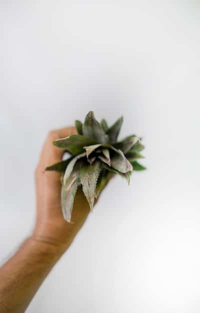 A close-up of a hand gently holding a small succulent plant, symbolizing growth, resilience, and nurturing oneself. The background is soft and blurred, emphasizing the focus on the plant and the act of caring.